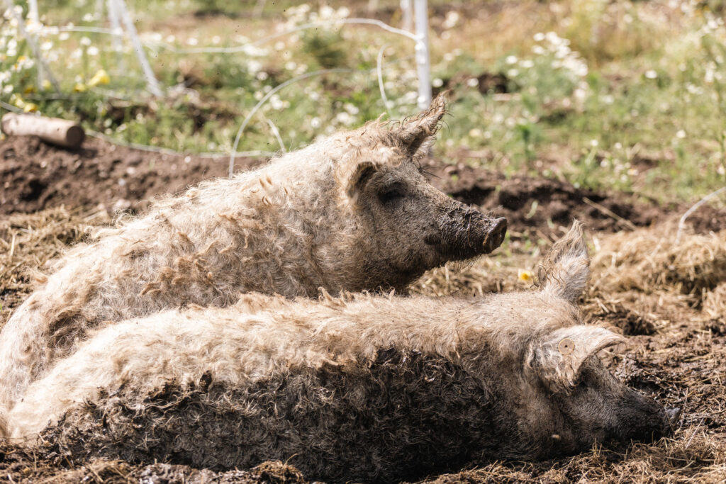 mangalitza grise