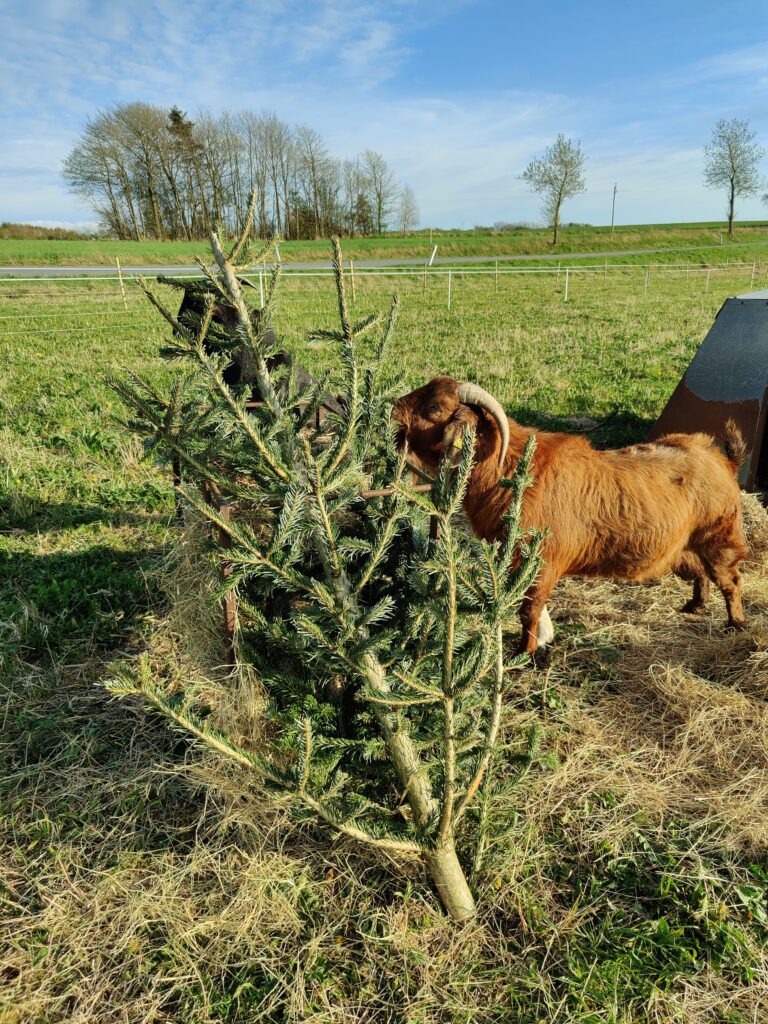 Løvegården bukke spiser juletræ