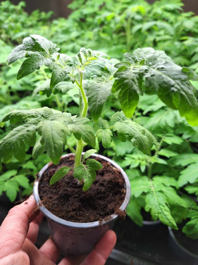 Tomatplante
