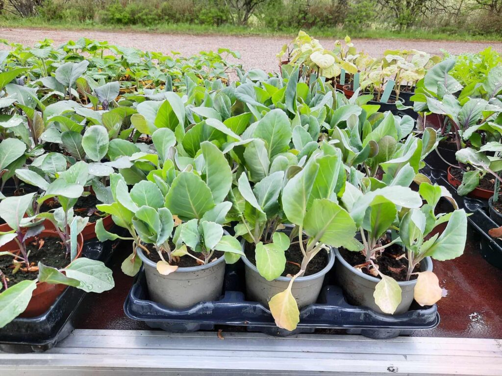 Kålplanter i potte