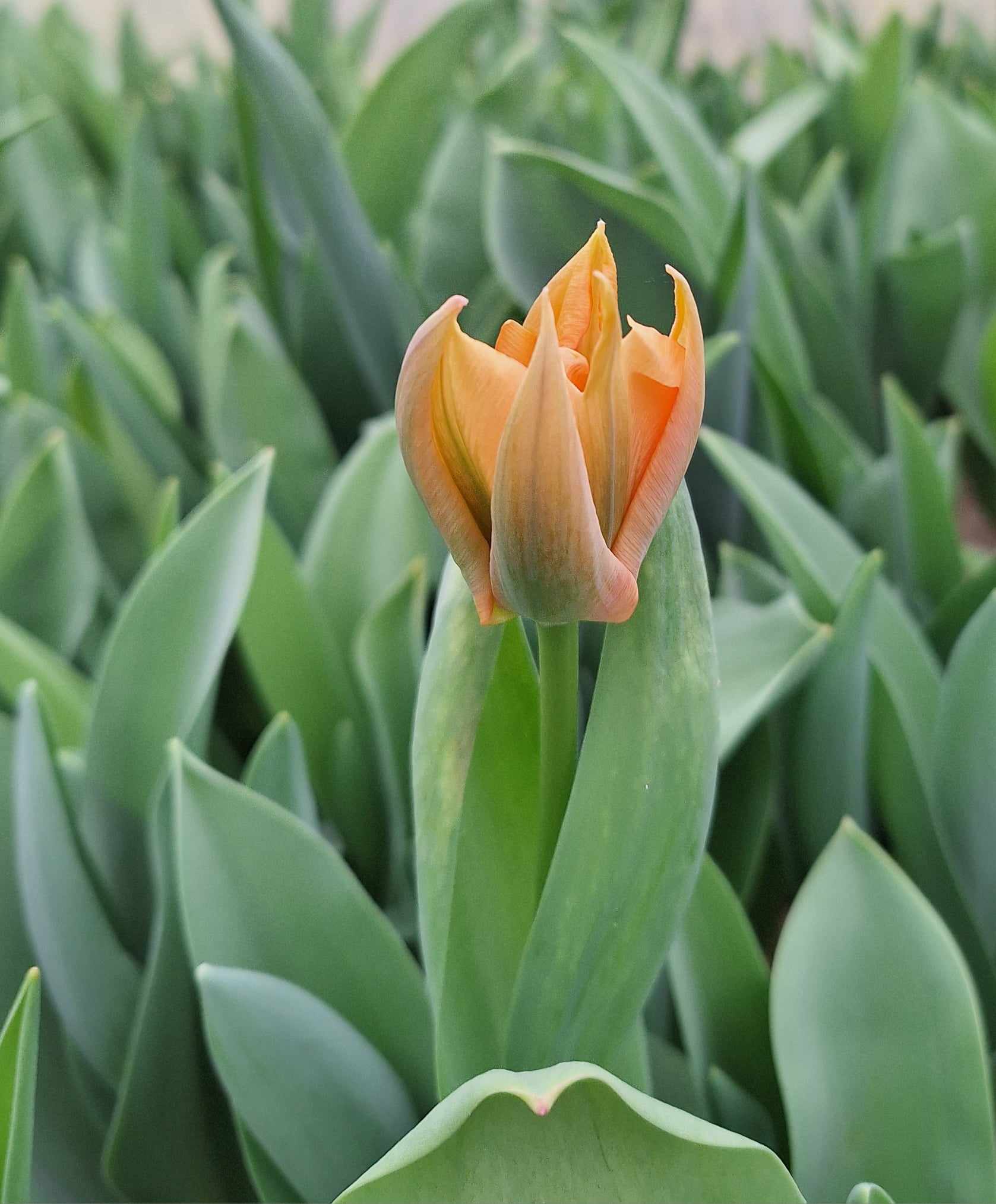 Tulipaner